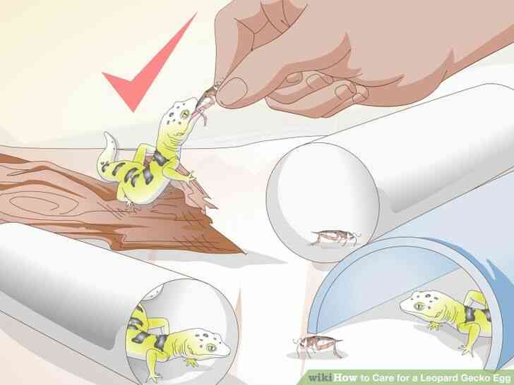 Image intitulé de Soins pour un Gecko Léopard Oeuf Étape 12